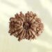 15 Mukhi Nepali Rudraksha