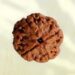 4 Mukhi Nepali Rudraksha