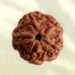 5 Mukhi Nepali Rudraksha