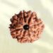 8 Mukhi Nepali Rudraksha