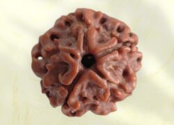 1 Mukhi Round Bead Nepali Rudraksha